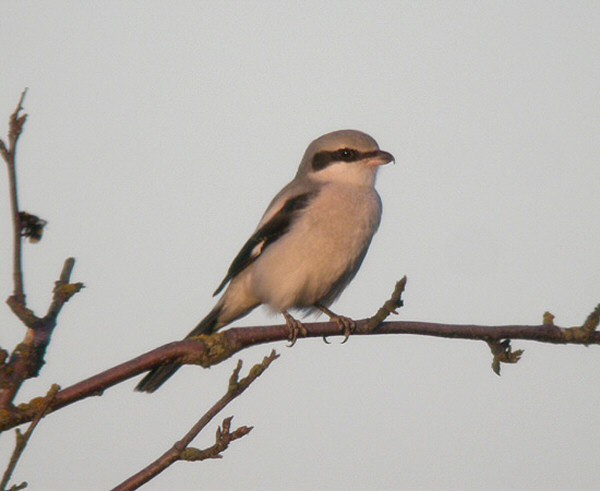 Great Grey Shrike