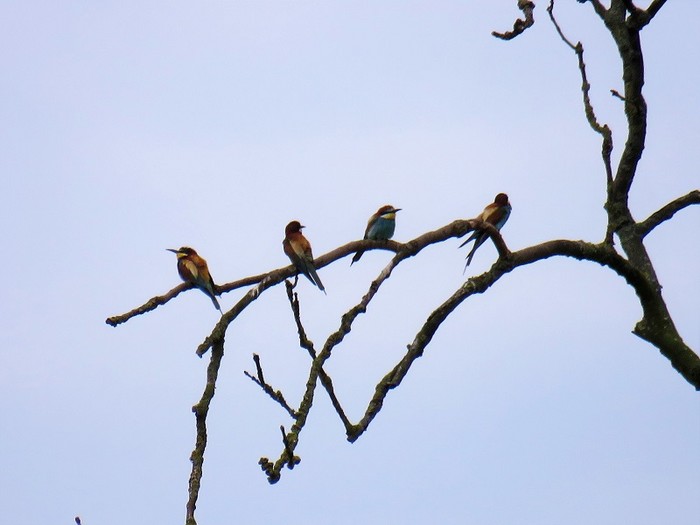 Bee-eater