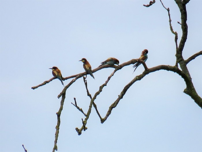 Bee-eater