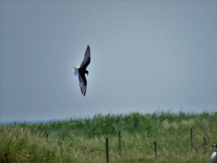 White-winged Black Tern