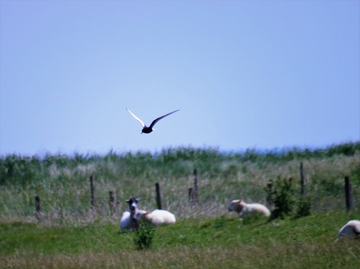 White-winged Black Tern