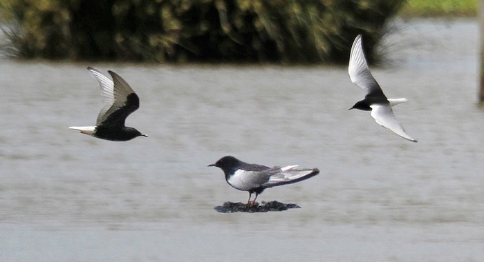 White-winged Black Tern