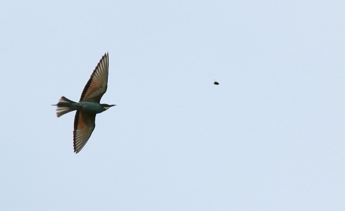 Bee-eater
