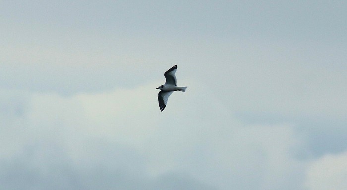 Sabine's Gull