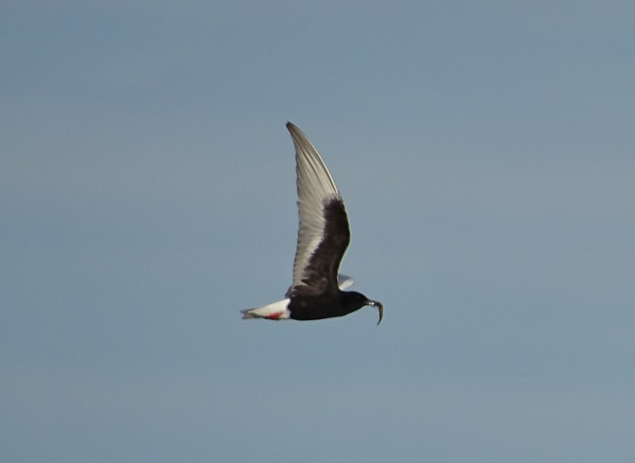 White-winged Black Tern