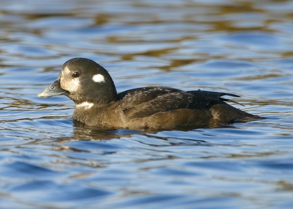 Harlequin Duck