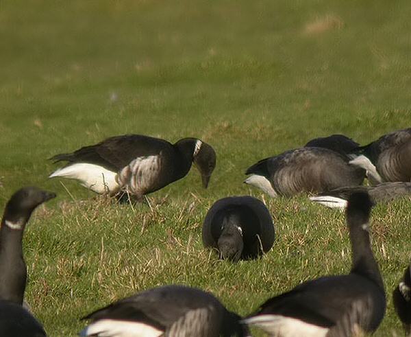 Black Brant
