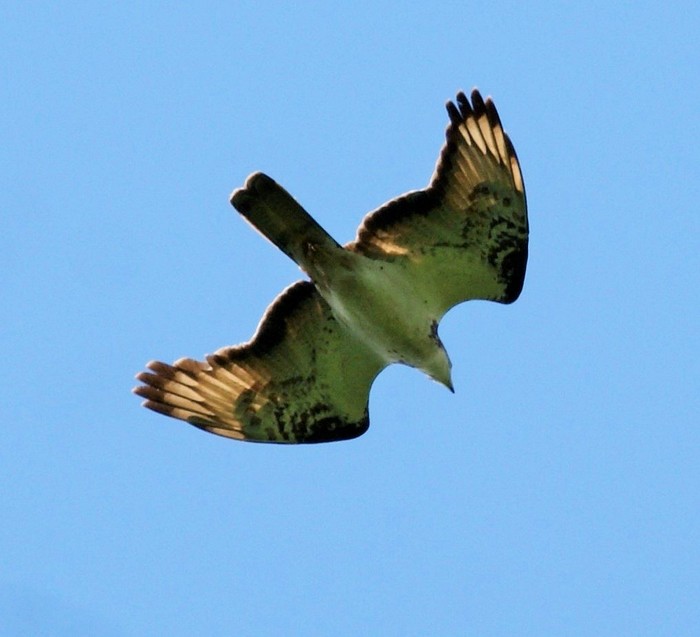 Honey Buzzard