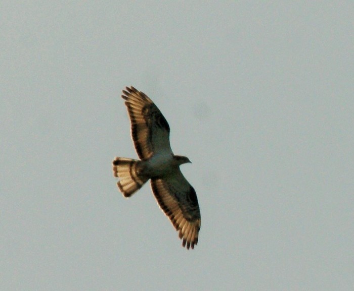 Honey Buzzard