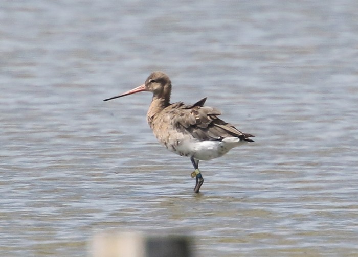 Continental Black-tailed Godwit
