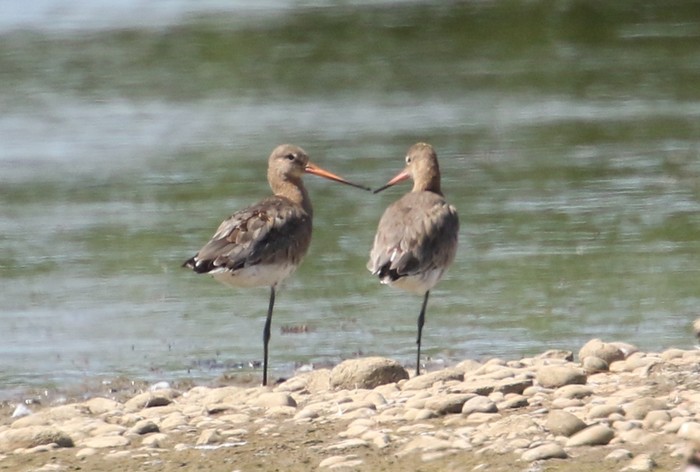 Continental Black-tailed Godwit