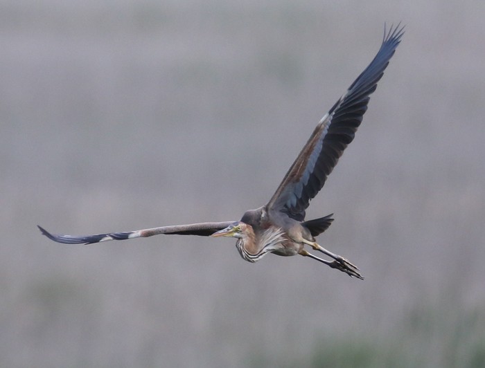Purple Heron