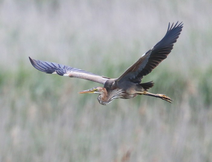 Purple Heron