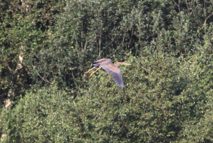 Purple Heron