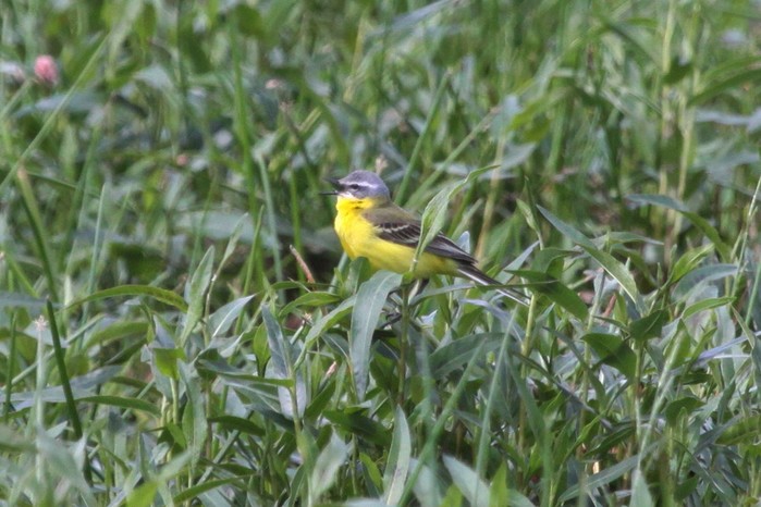 Blue-headed Wagtail