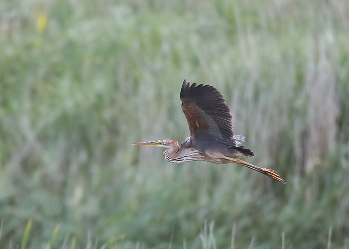 Purple Heron