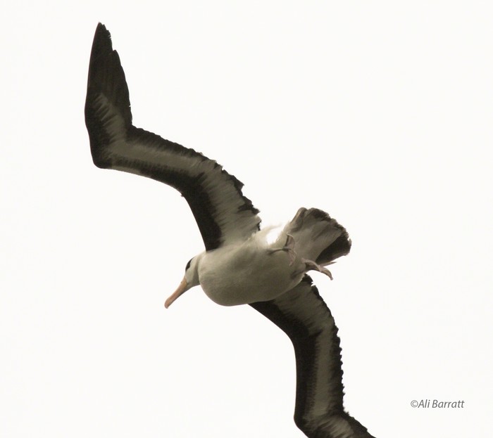 Black-browed Albatross