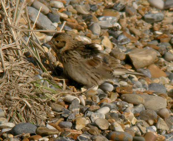 Lapland Bunting