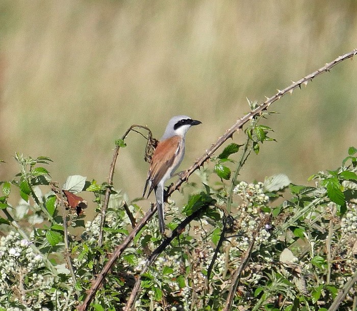 Red-backed Shrike