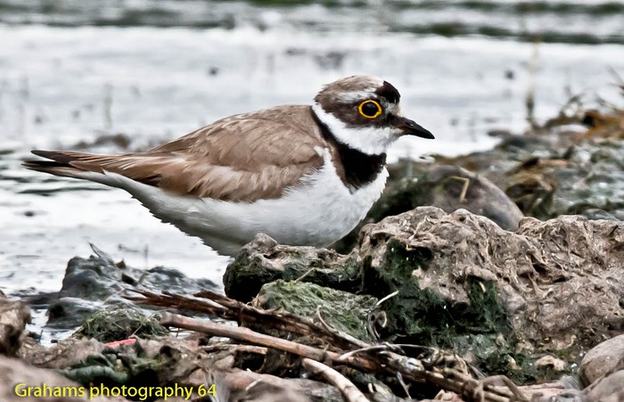 Little Ringed Plover