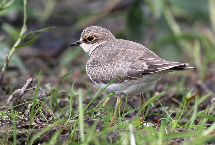 Little Ringed Plover