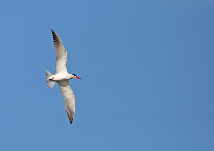 Caspian Tern