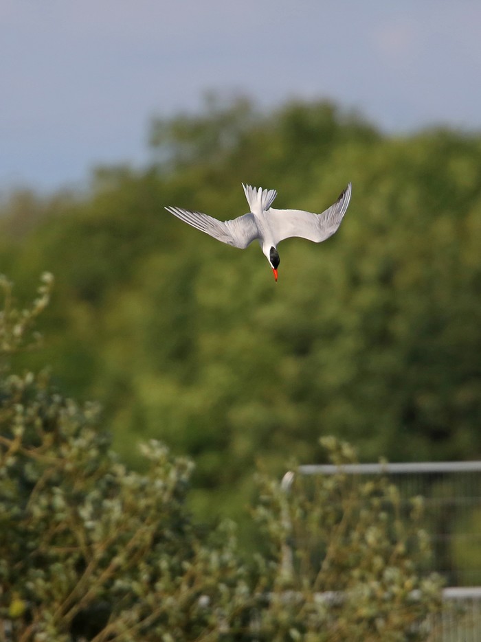 Caspian Tern