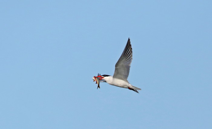 Caspian Tern