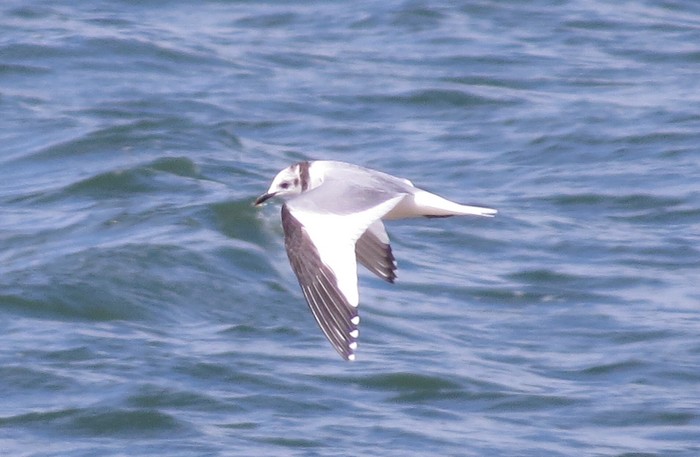 Sabine's Gull