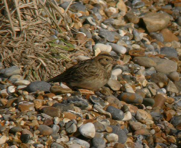 Lapland Bunting