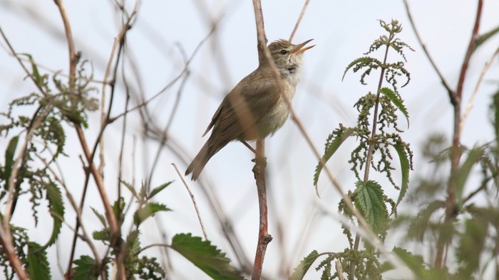 Blyth's Reed Warbler