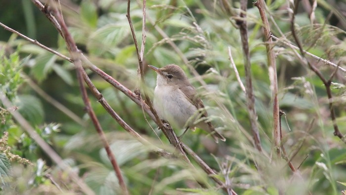 Blyth's Reed Warbler