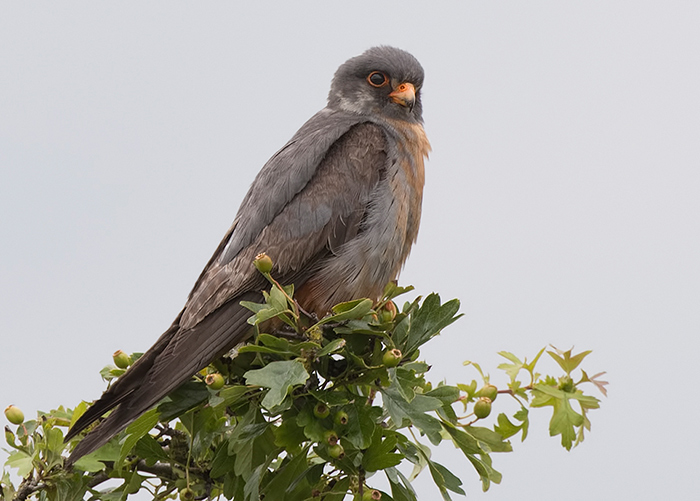 Red-footed Falcon