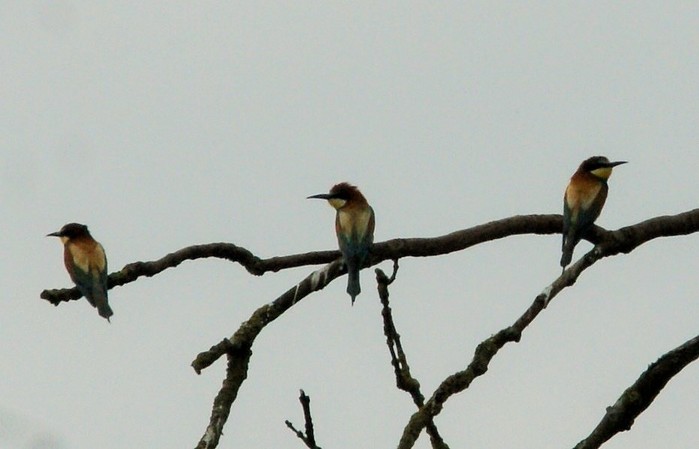 Bee-eater