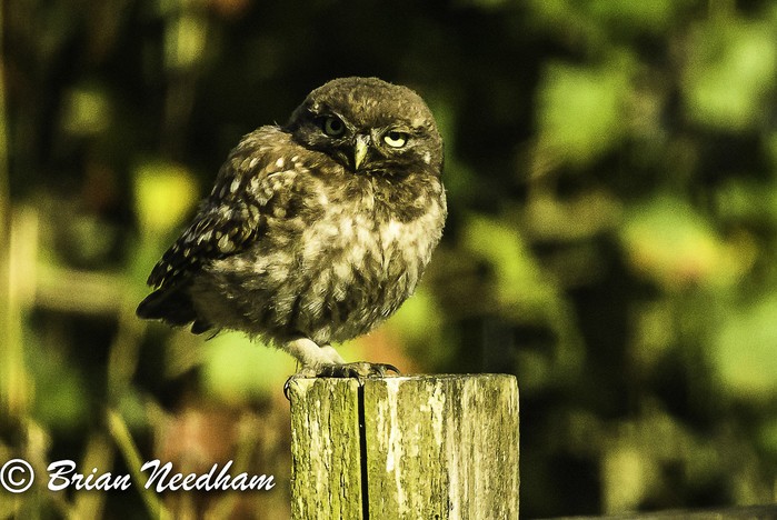 Little Owl