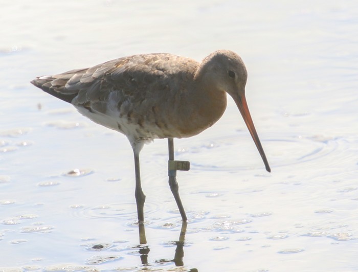 Continental Black-tailed Godwit