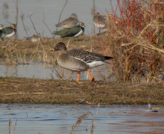 Tundra Bean Goose
