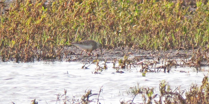 Pectoral Sandpiper