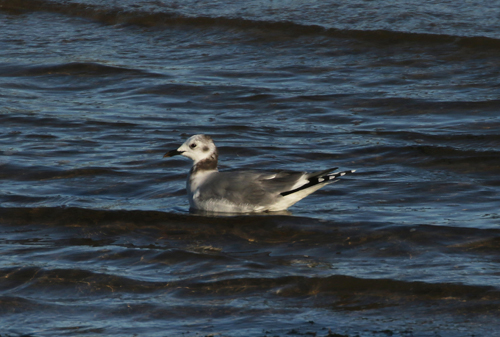 Sabine's Gull