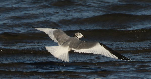 Sabine's Gull