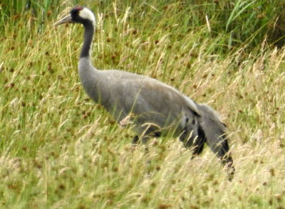 Common Crane