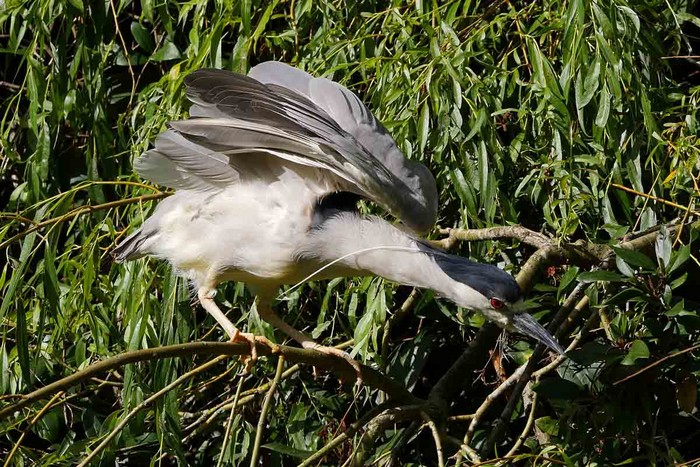 American Night Heron
