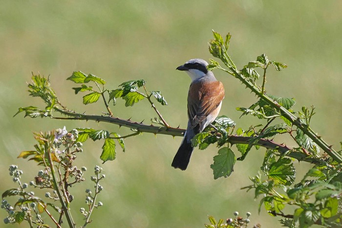 Red-backed Shrike