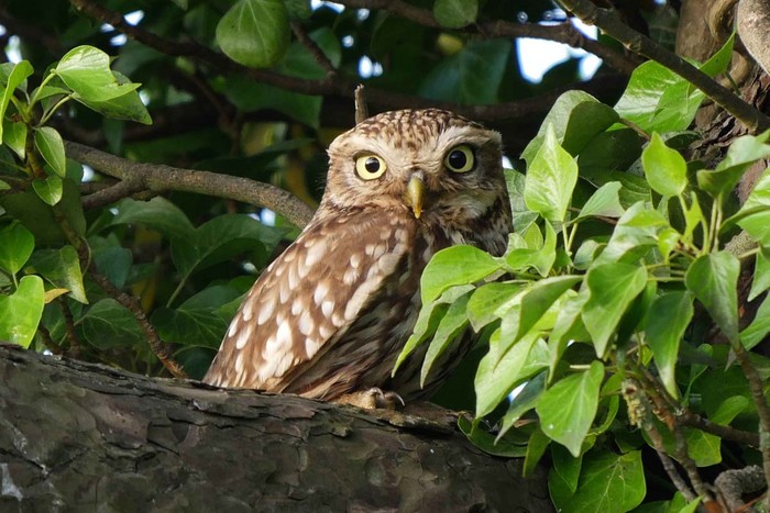 Little Owl