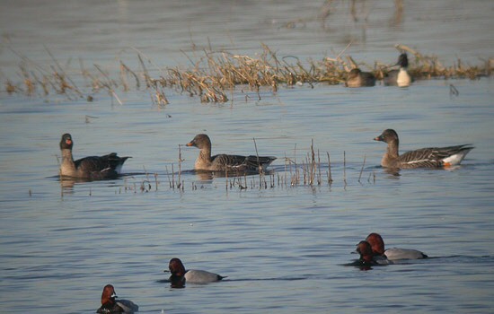 Tundra Bean Goose