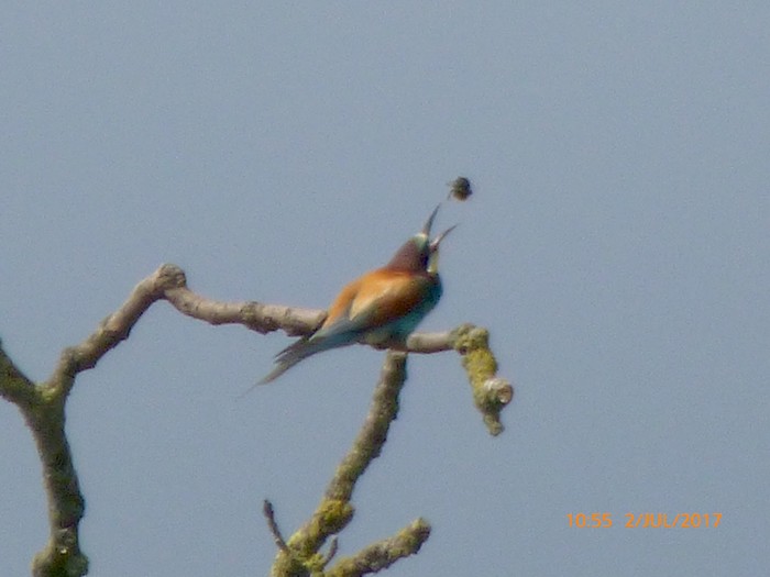 Bee-eater