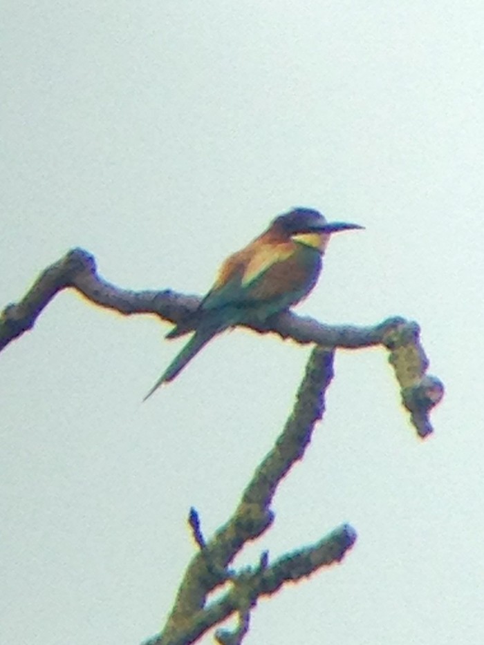 Bee-eater
