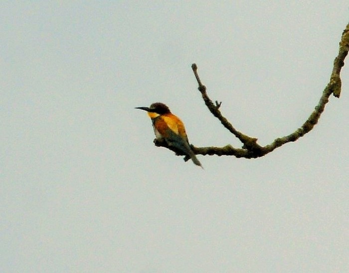 Bee-eater