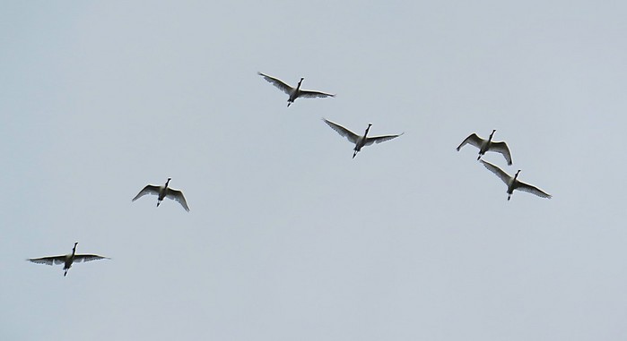 Spoonbill