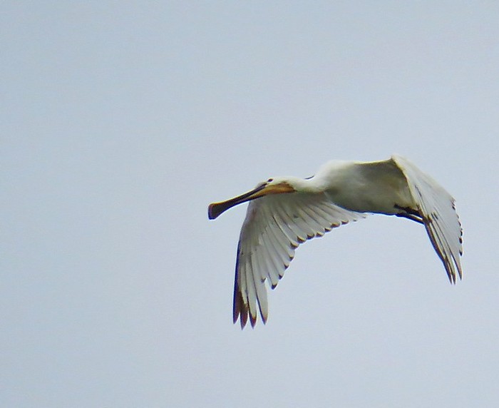 Spoonbill